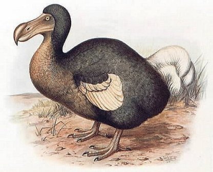 http://www.guide.maurice.online.fr/index_files/Dodo.jpg